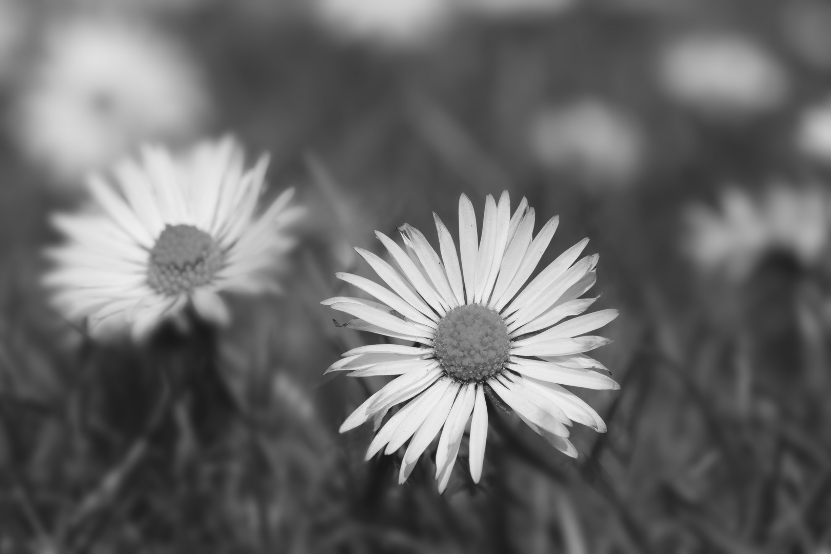 Gänseblümchen in Schwarzweiss