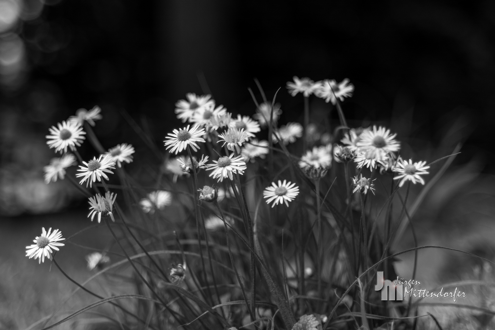 Gänseblümchen in sw