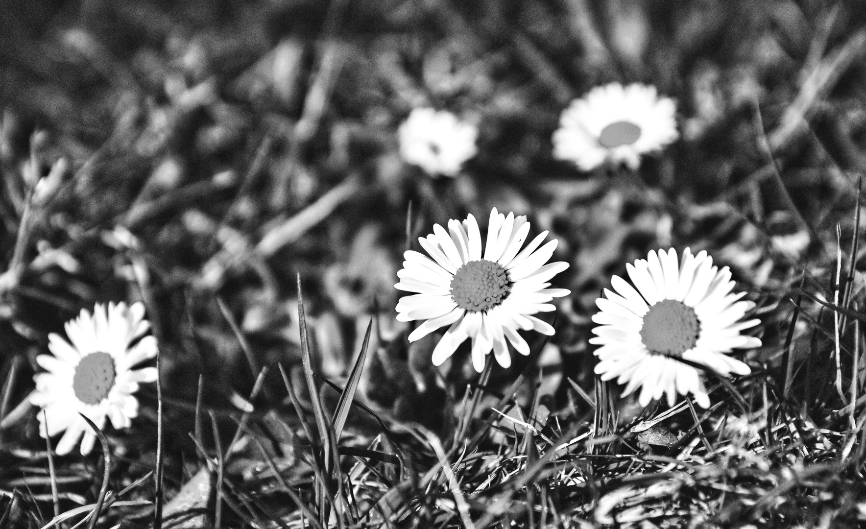 Gänseblümchen in SW Variante 1