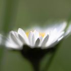 Gänseblümchen in unserem Garten