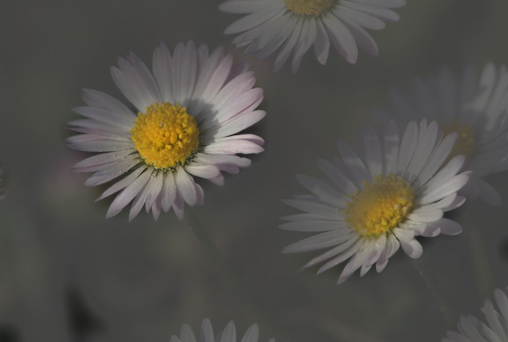 Gänseblümchen in voller Blüte