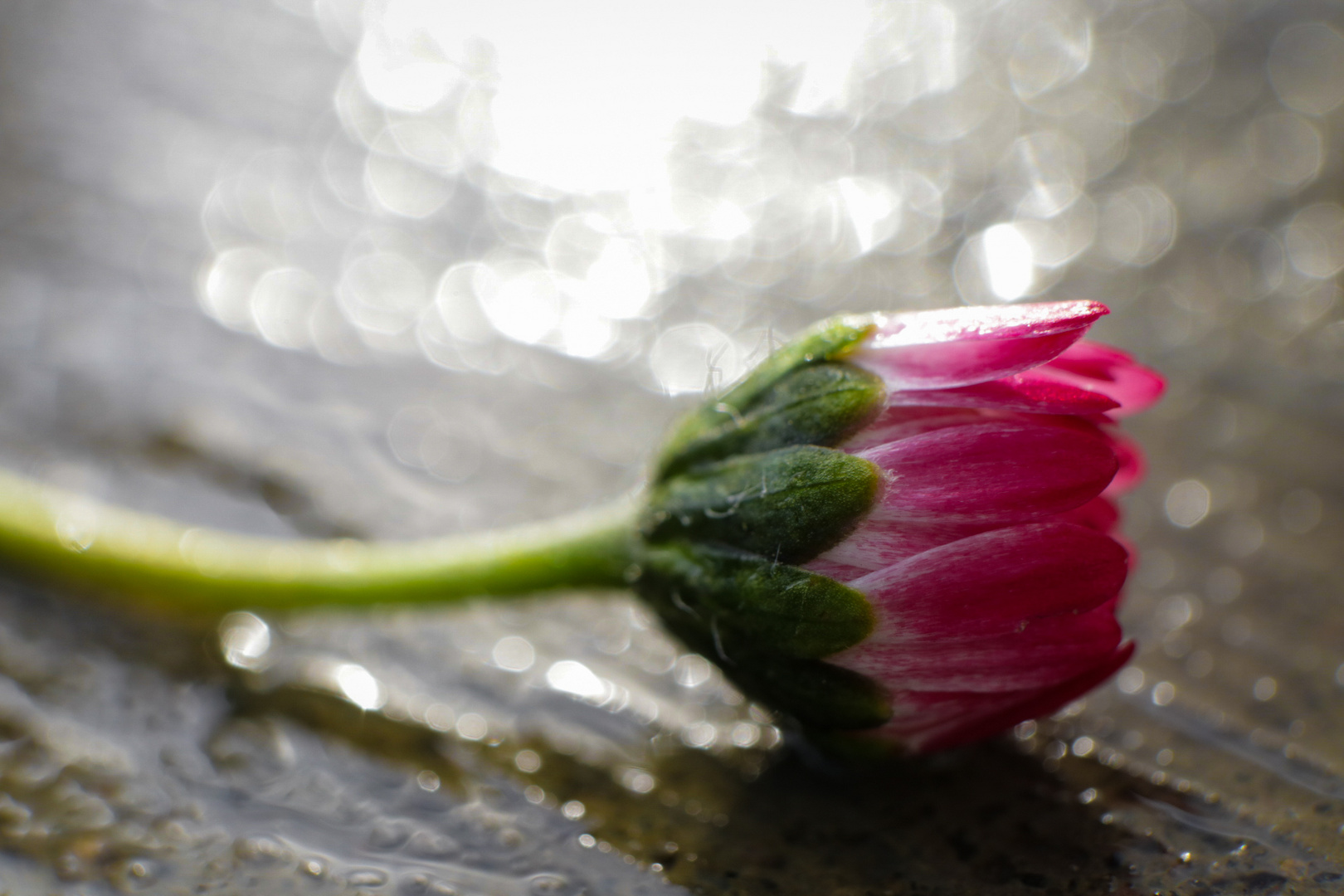 Gänseblümchen ins rechte Licht gerückt... 