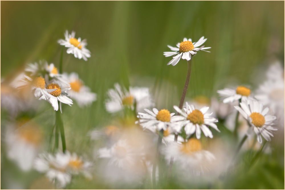 Gänseblümchen intensiv