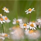 Gänseblümchen intensiv