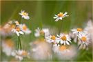 Gänseblümchen intensiv von Michael Schepp 