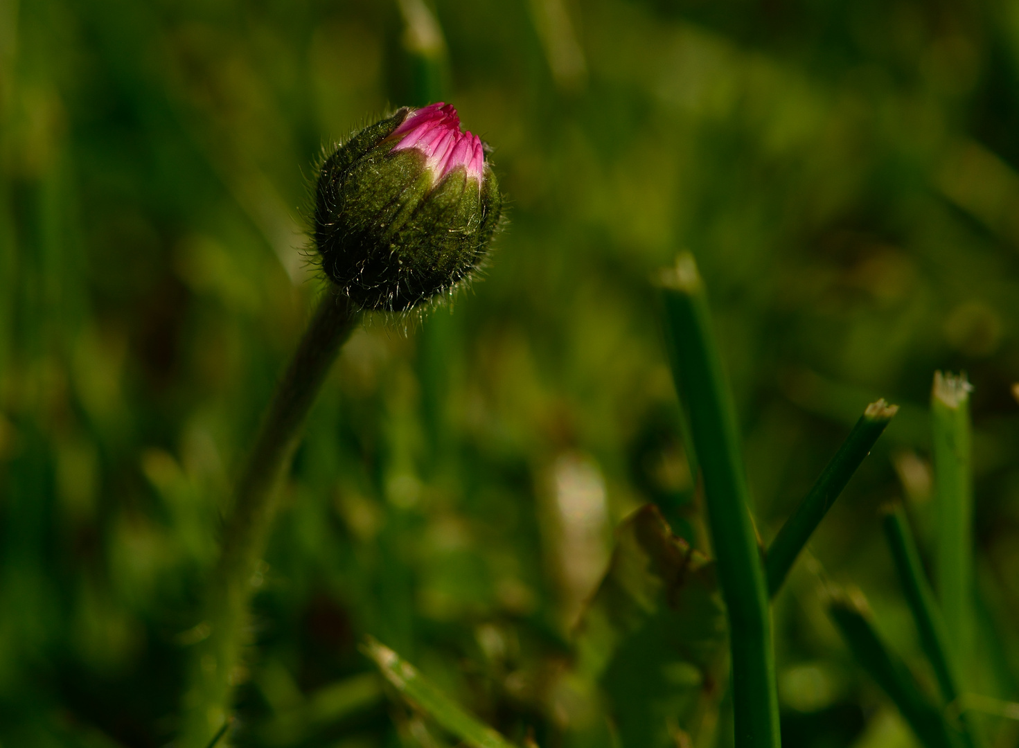 Gänseblümchen klein