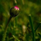 Gänseblümchen klein