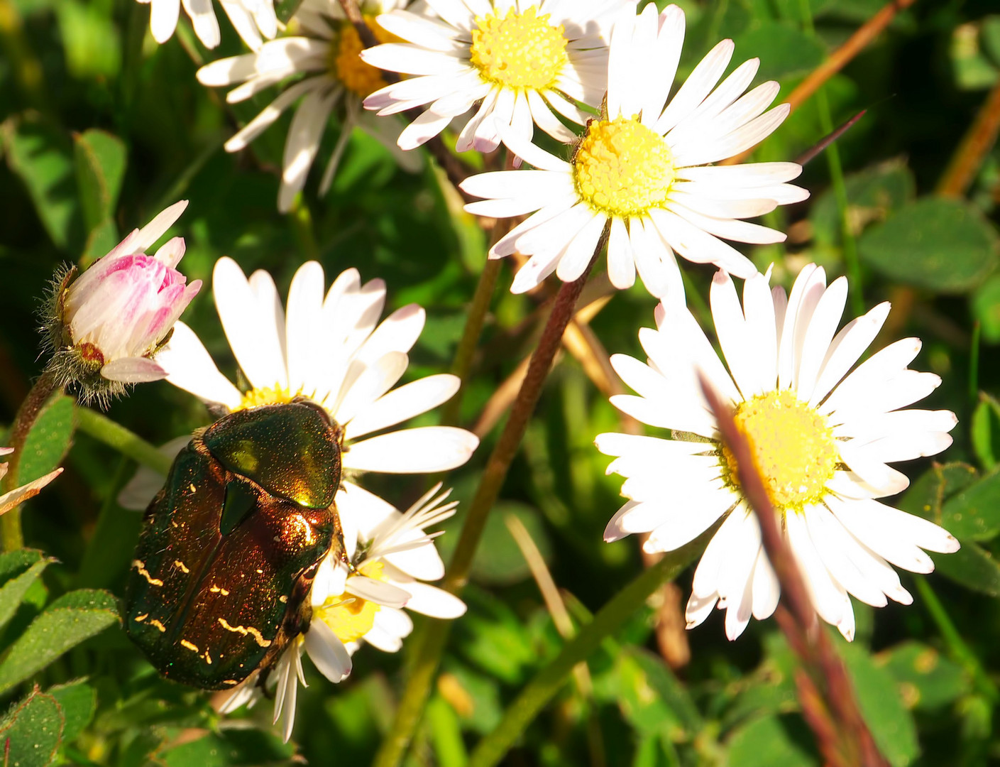 Gänseblümchen knabbern...