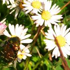 Gänseblümchen knabbern...