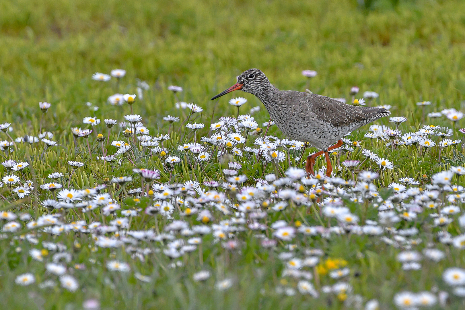 Gänseblümchen-Liebhaber