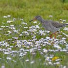 Gänseblümchen-Liebhaber