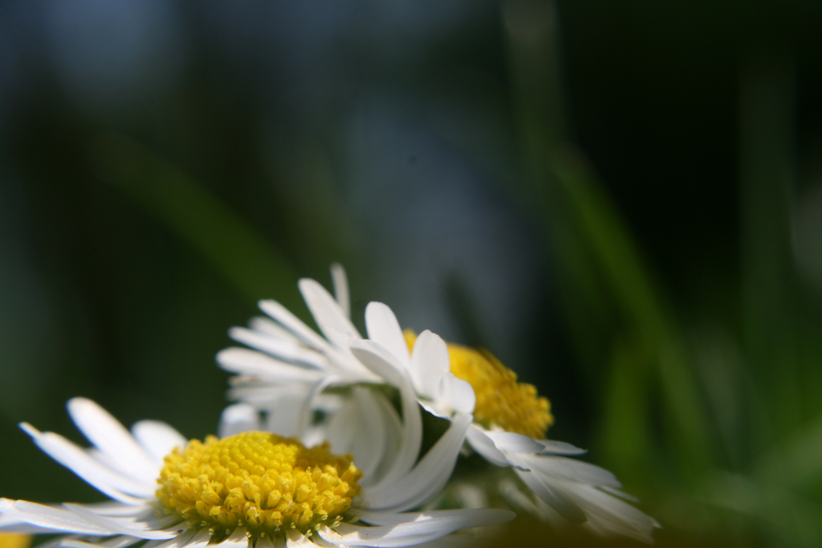 Gänseblümchen ll