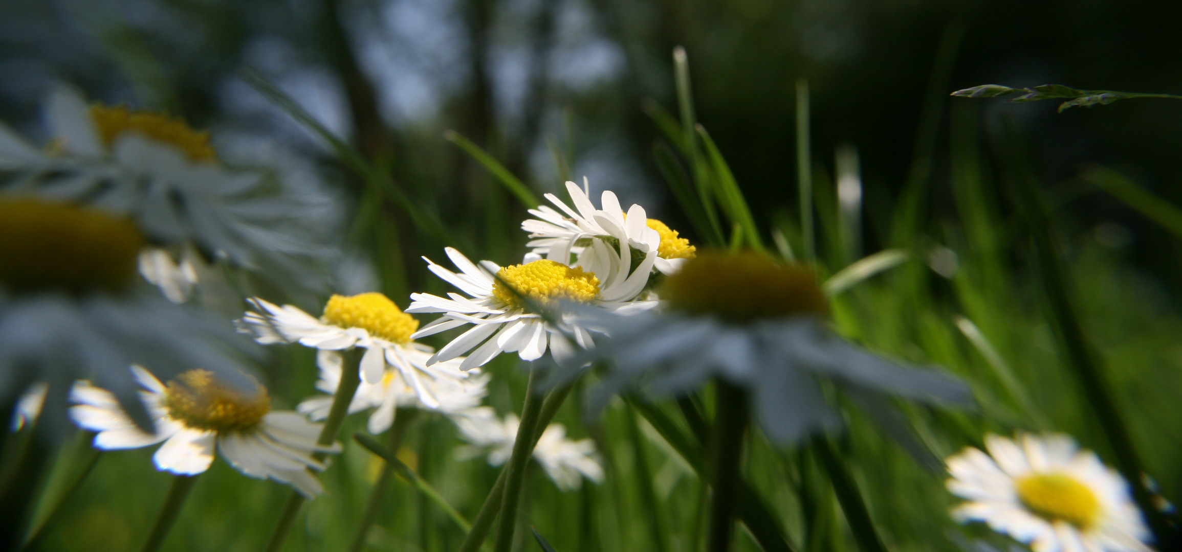 Gänseblümchen lll