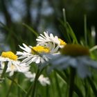 Gänseblümchen lll