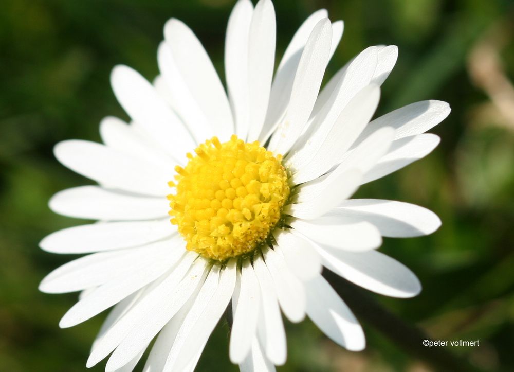 Gänseblümchen Macro