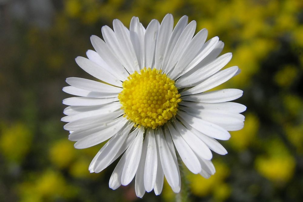 Gänseblümchen Macro