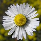 Gänseblümchen Macro