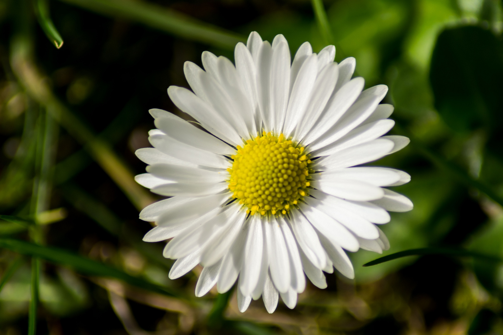 Gänseblümchen (Makro)