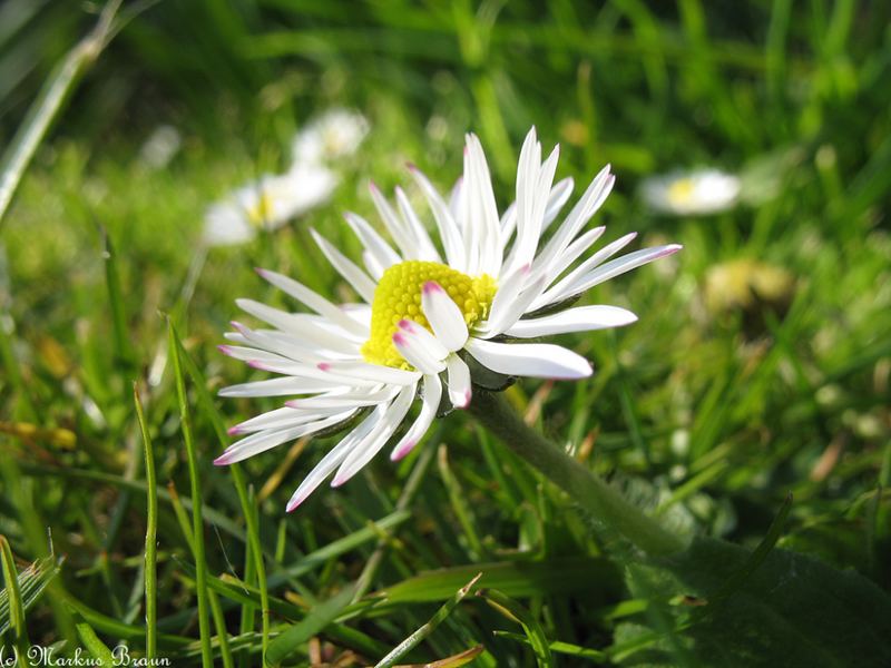 Gänseblümchen-Makro