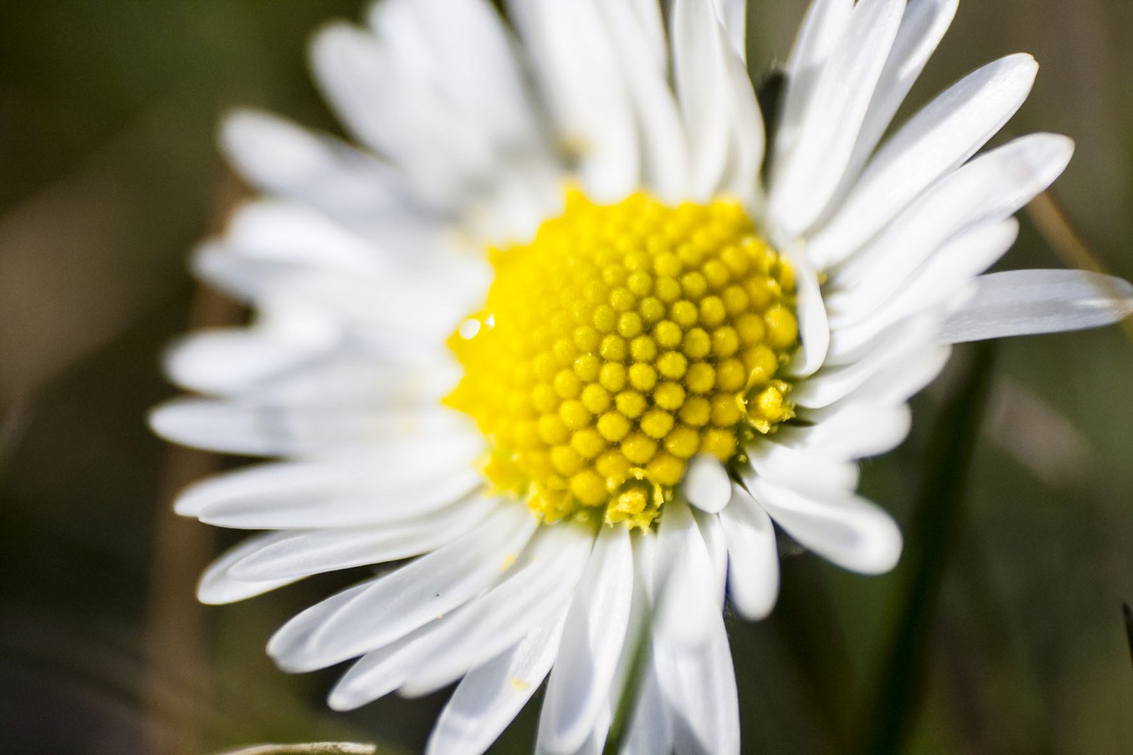 Gänseblümchen - Makro mit Retroadapter - Erste Versuche