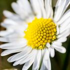 Gänseblümchen - Makro mit Retroadapter - Erste Versuche