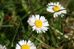 Gänseblümchen Makro Versuch