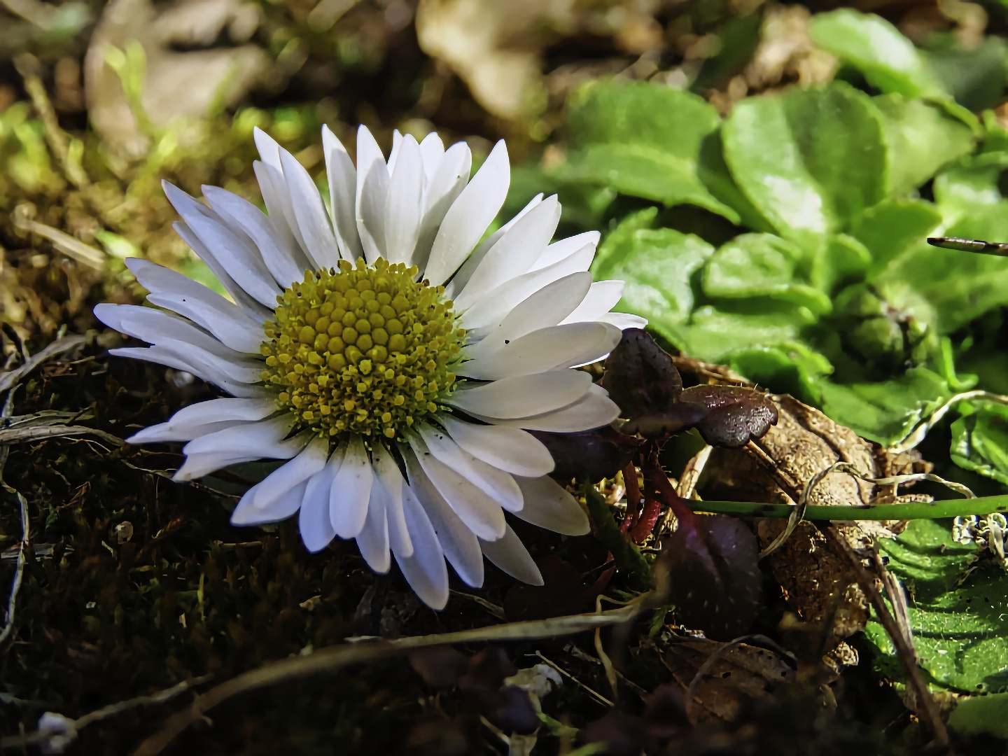 Gänseblümchen-Makro von 2022