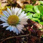 Gänseblümchen-Makro von 2022