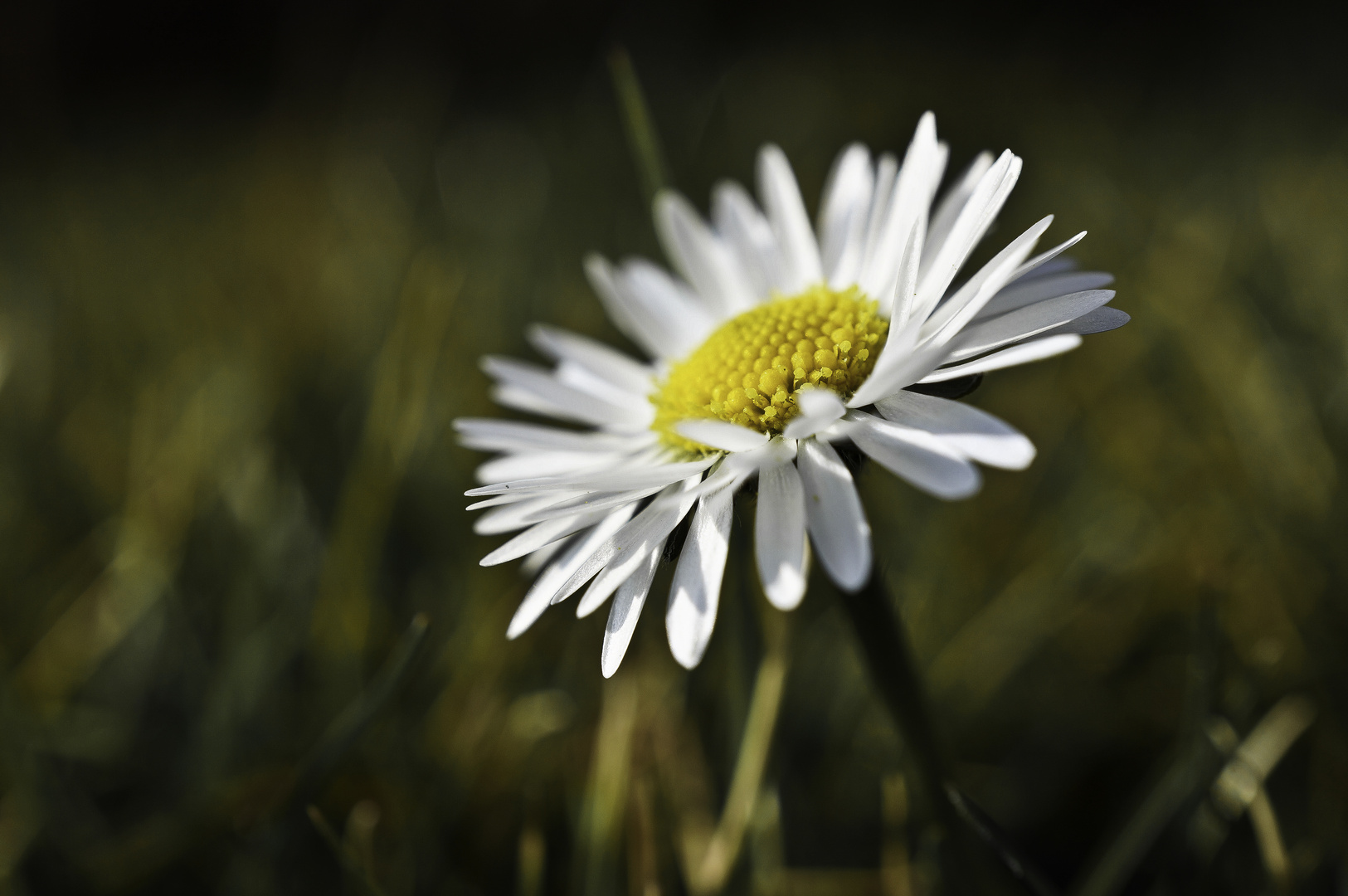 Gänseblümchen Makroaufnahme