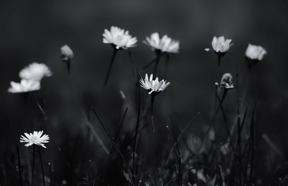 Gänseblümchen mal anders ....