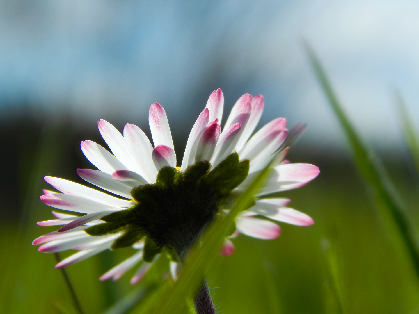 Gänseblümchen mal anders