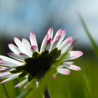 Gänseblümchen mal anders