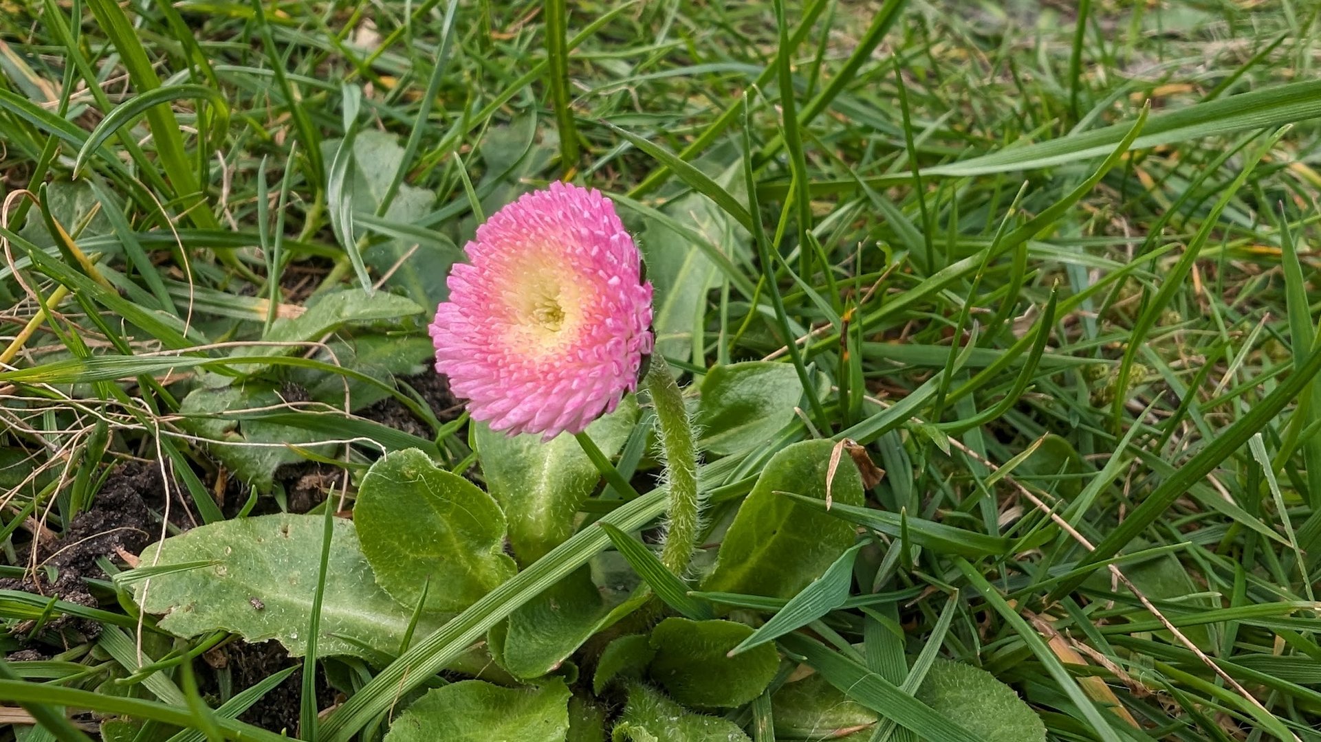 Gänseblümchen mal anders