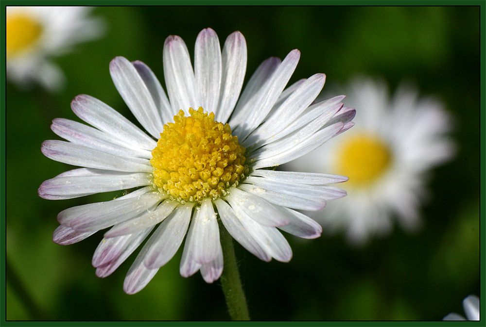 Gänseblümchen mal besonders...