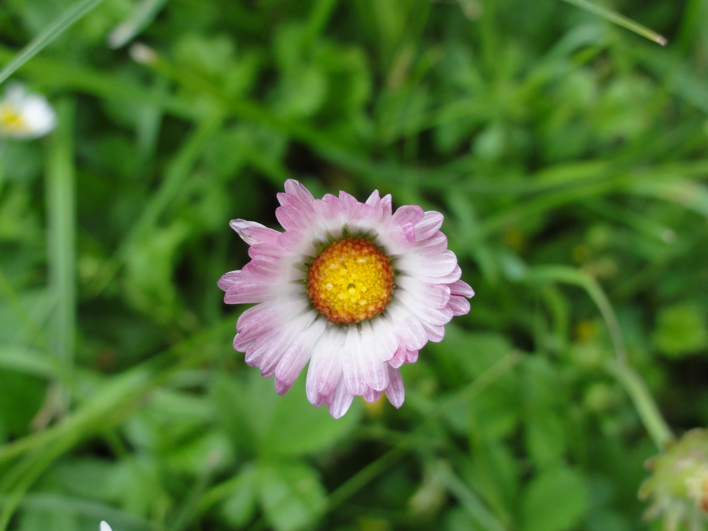 Gänseblümchen mal ganz nah