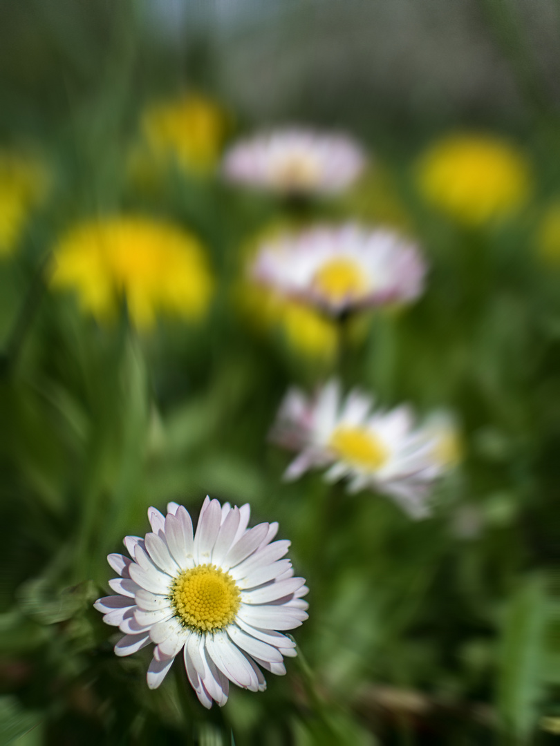 Gänseblümchen - mal wieder...