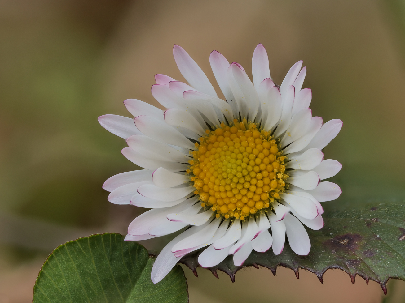 Gänseblümchen (Margritli)