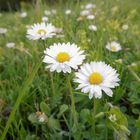 Gänseblümchen - meine Lieblingsblümchen