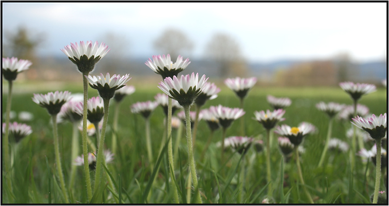 Gänseblümchen mit Aussicht