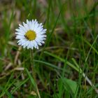 Gänseblümchen mit Besuch