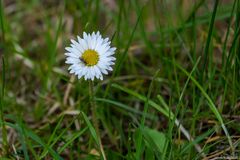 Gänseblümchen mit Besuch