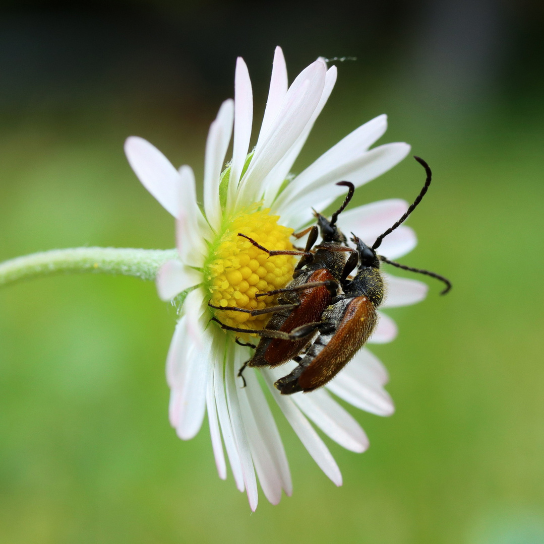 Gänseblümchen mit Besuch