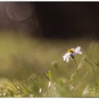 Gänseblümchen mit Besucher ...