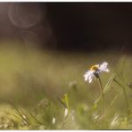 Gänseblümchen mit Besucher ...