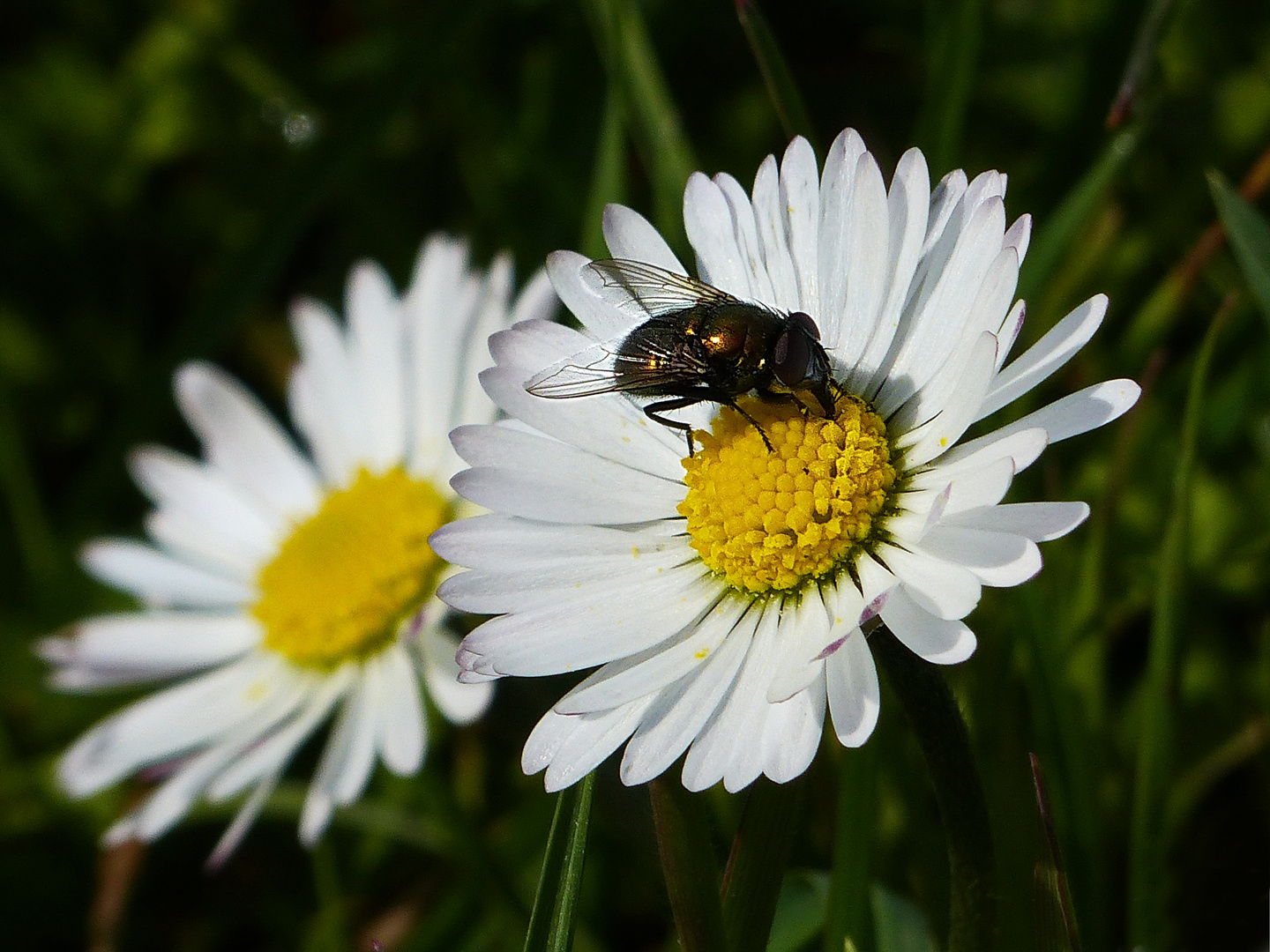 Gänseblümchen mit Besucher 