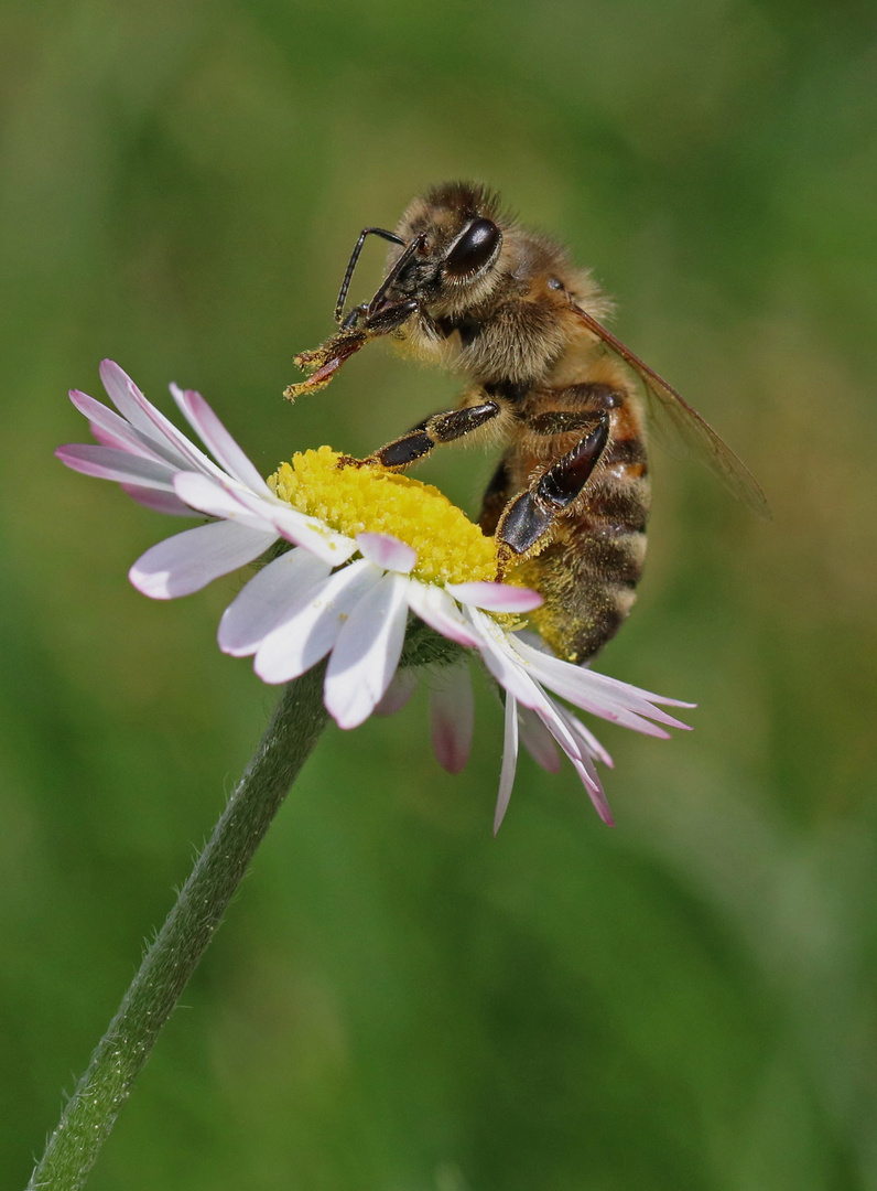 Gänseblümchen mit Biene