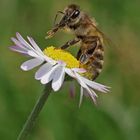 Gänseblümchen mit Biene