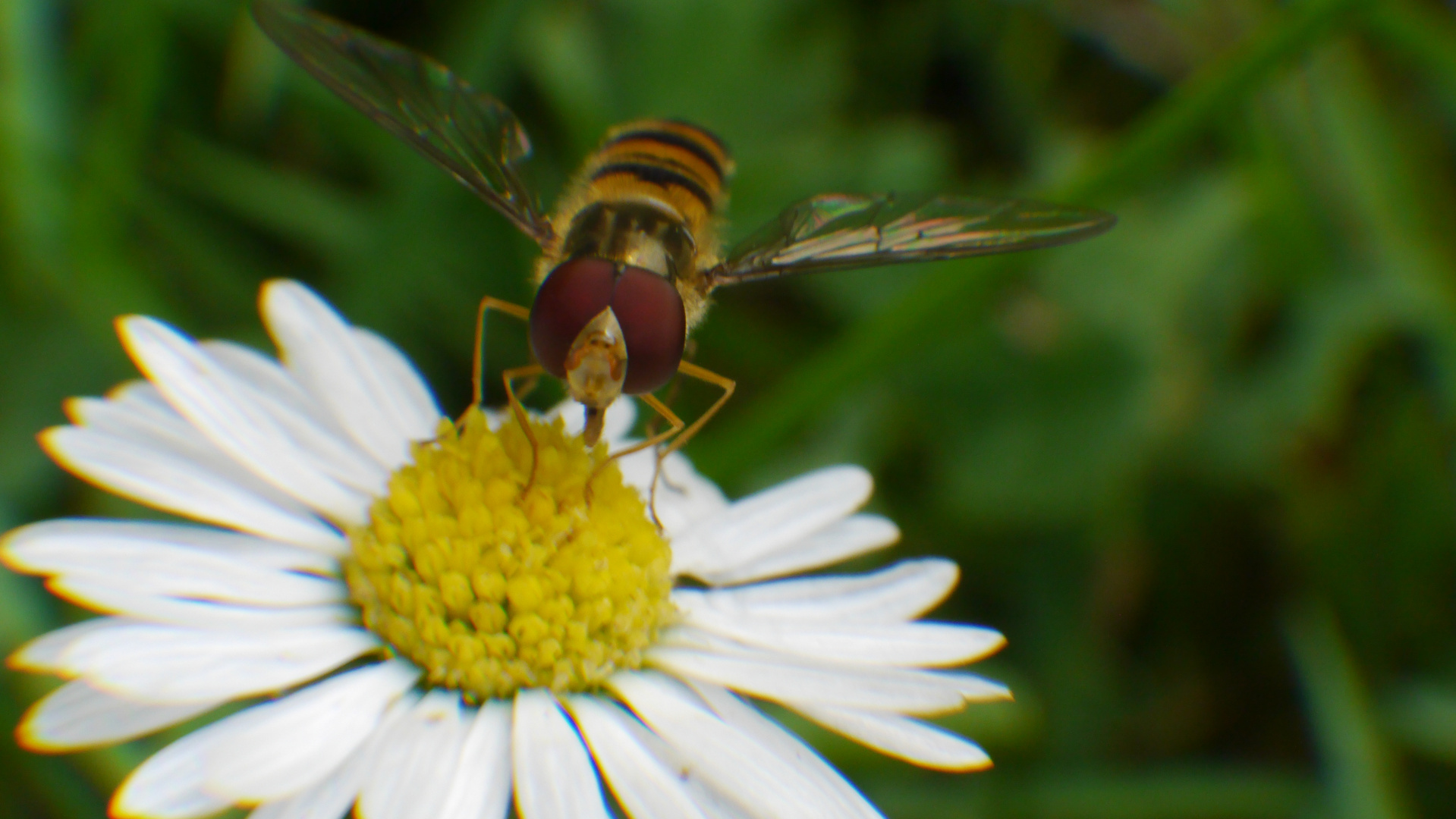 Gänseblümchen mit Biene