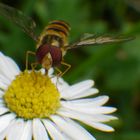 Gänseblümchen mit Biene