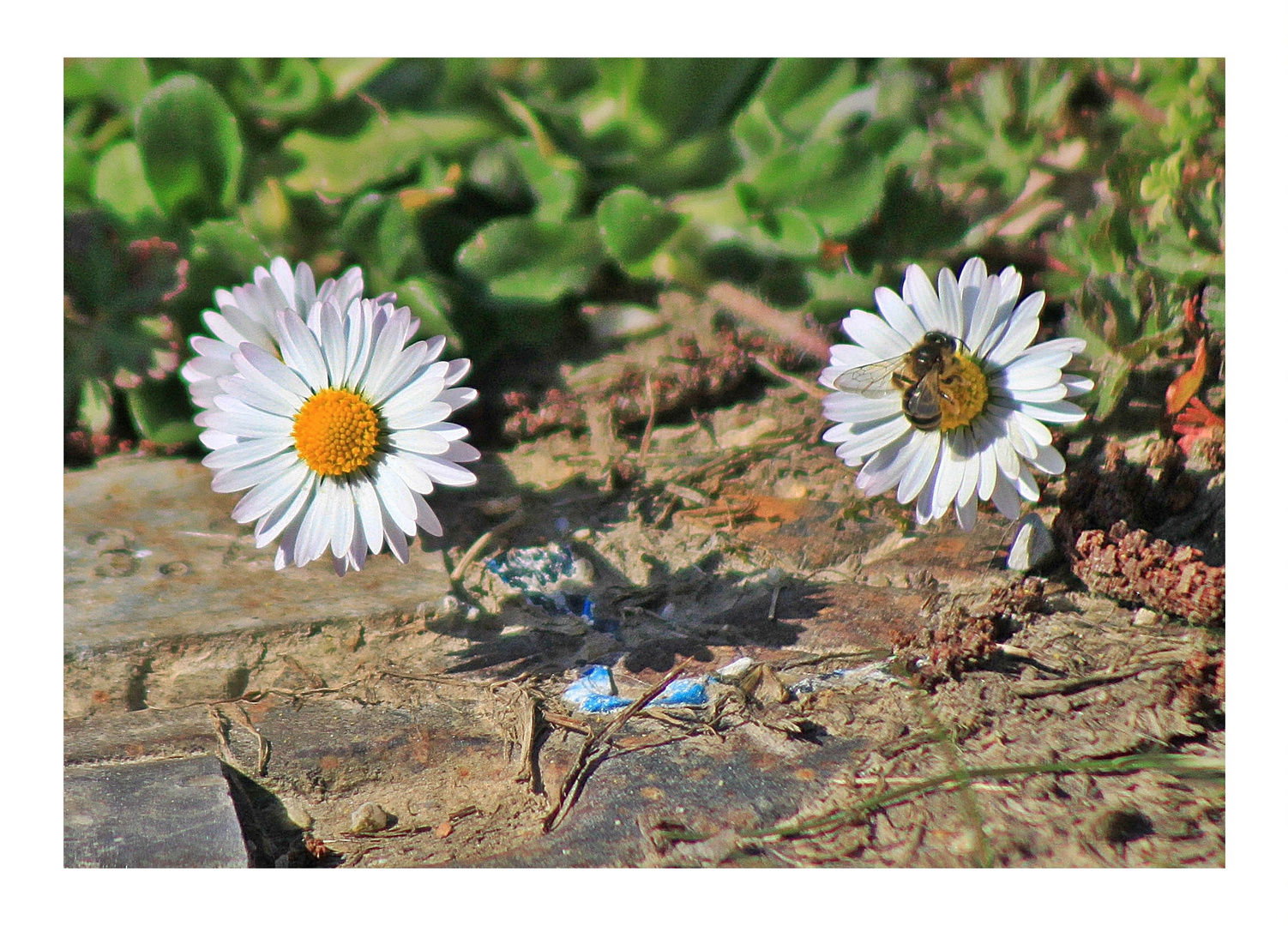 Gänseblümchen mit Biene und Schatten